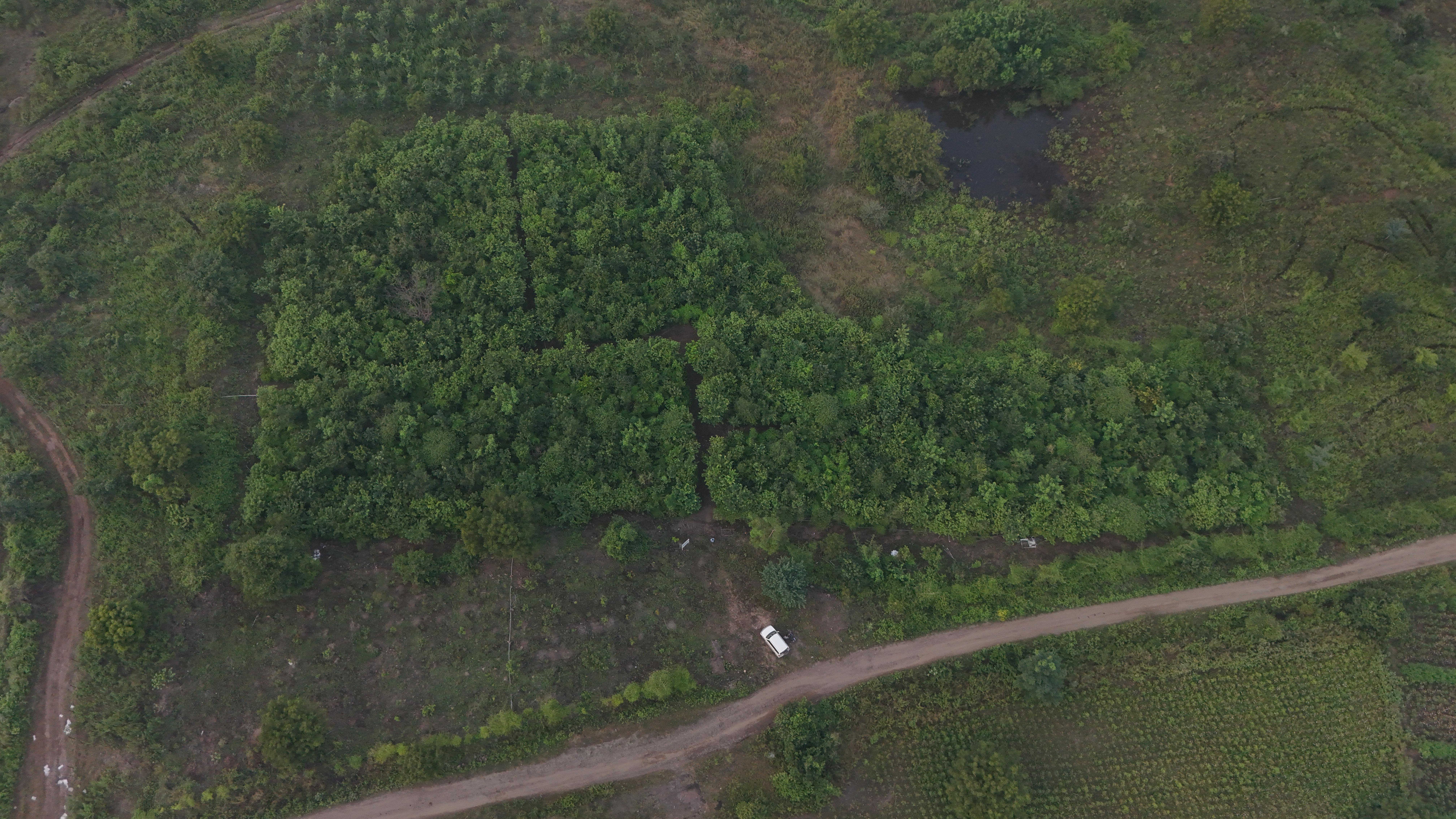 RESTORE FORESTS