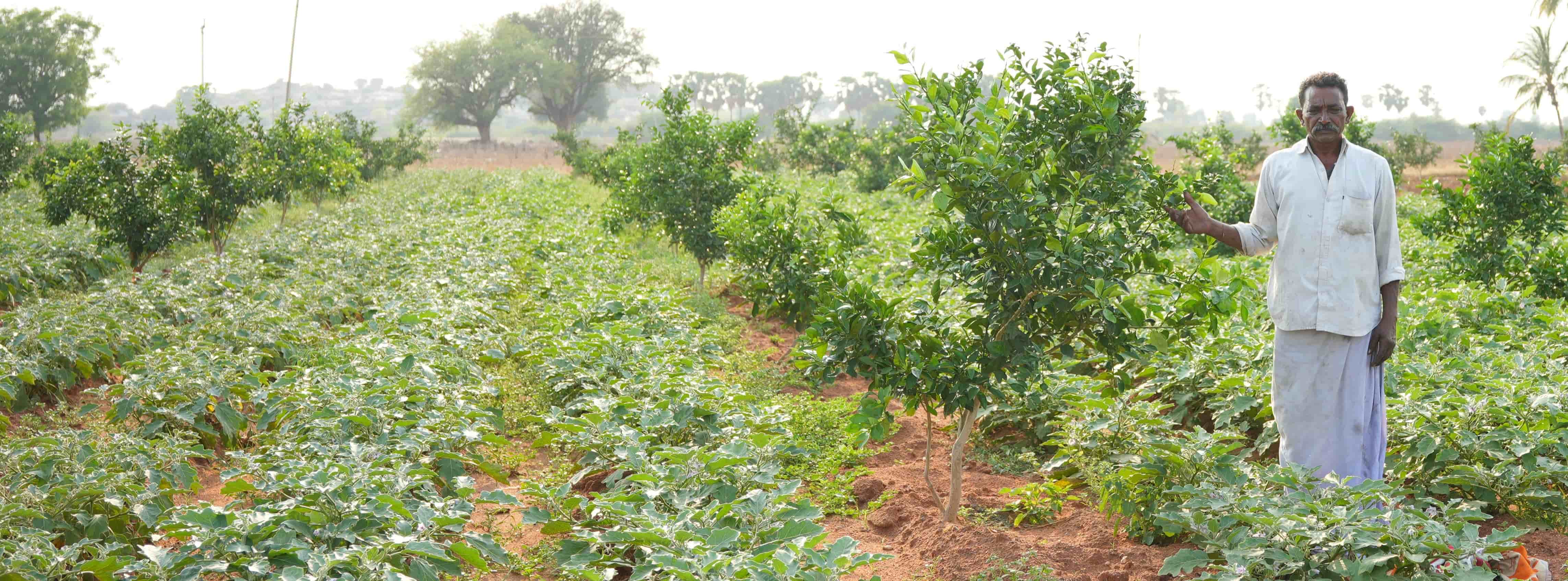 Agroforestry in India