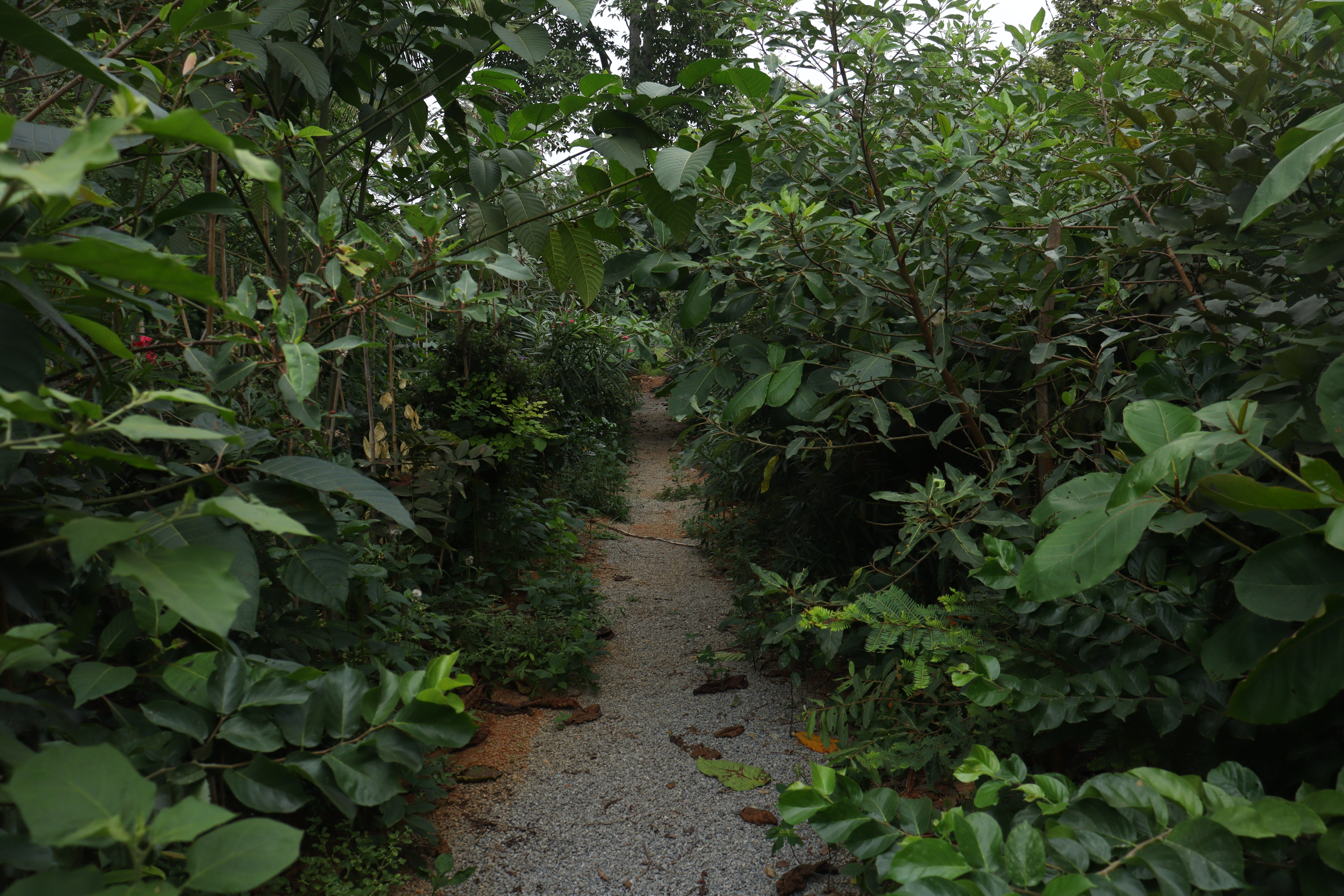 Social Forestry