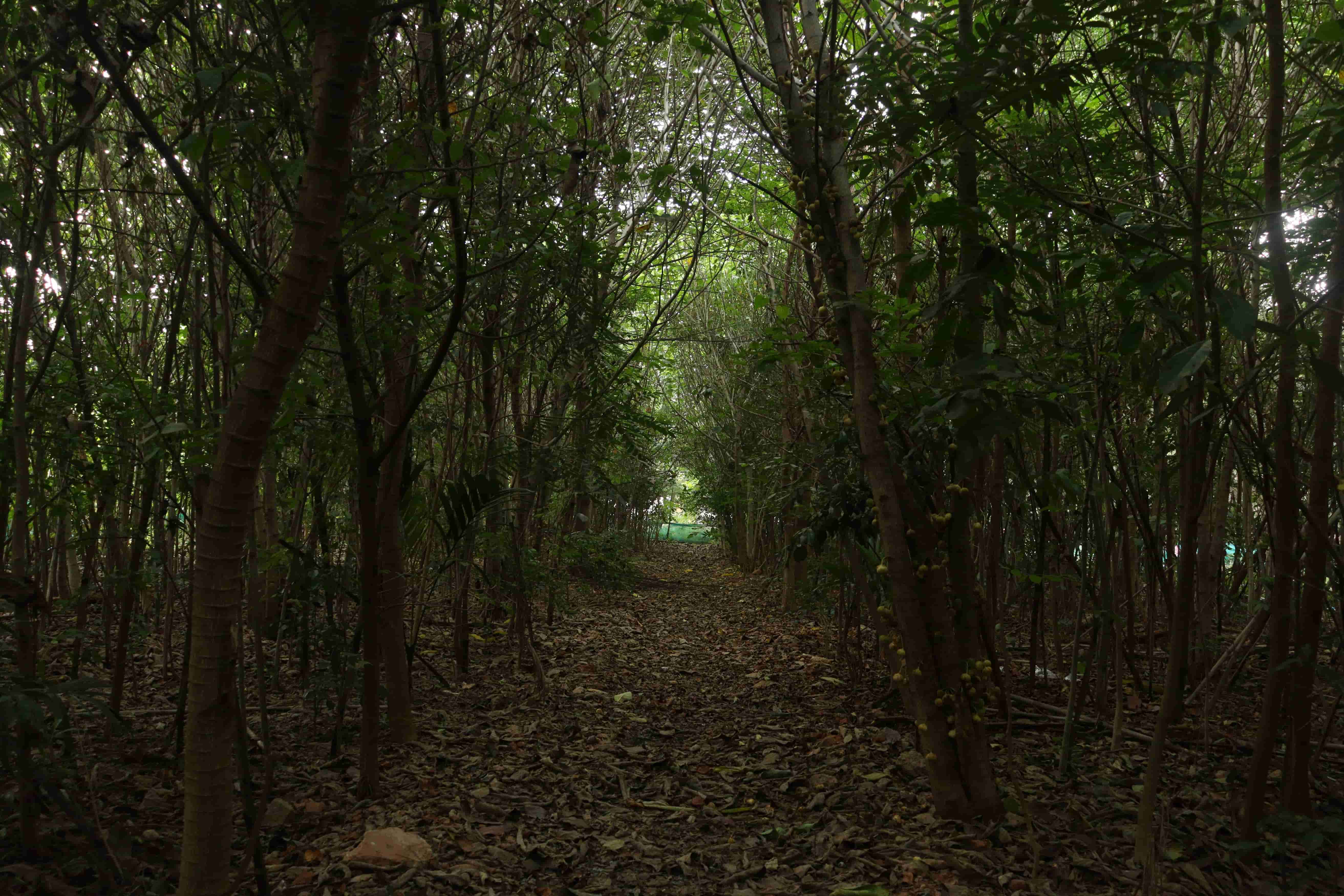Lush forest path
