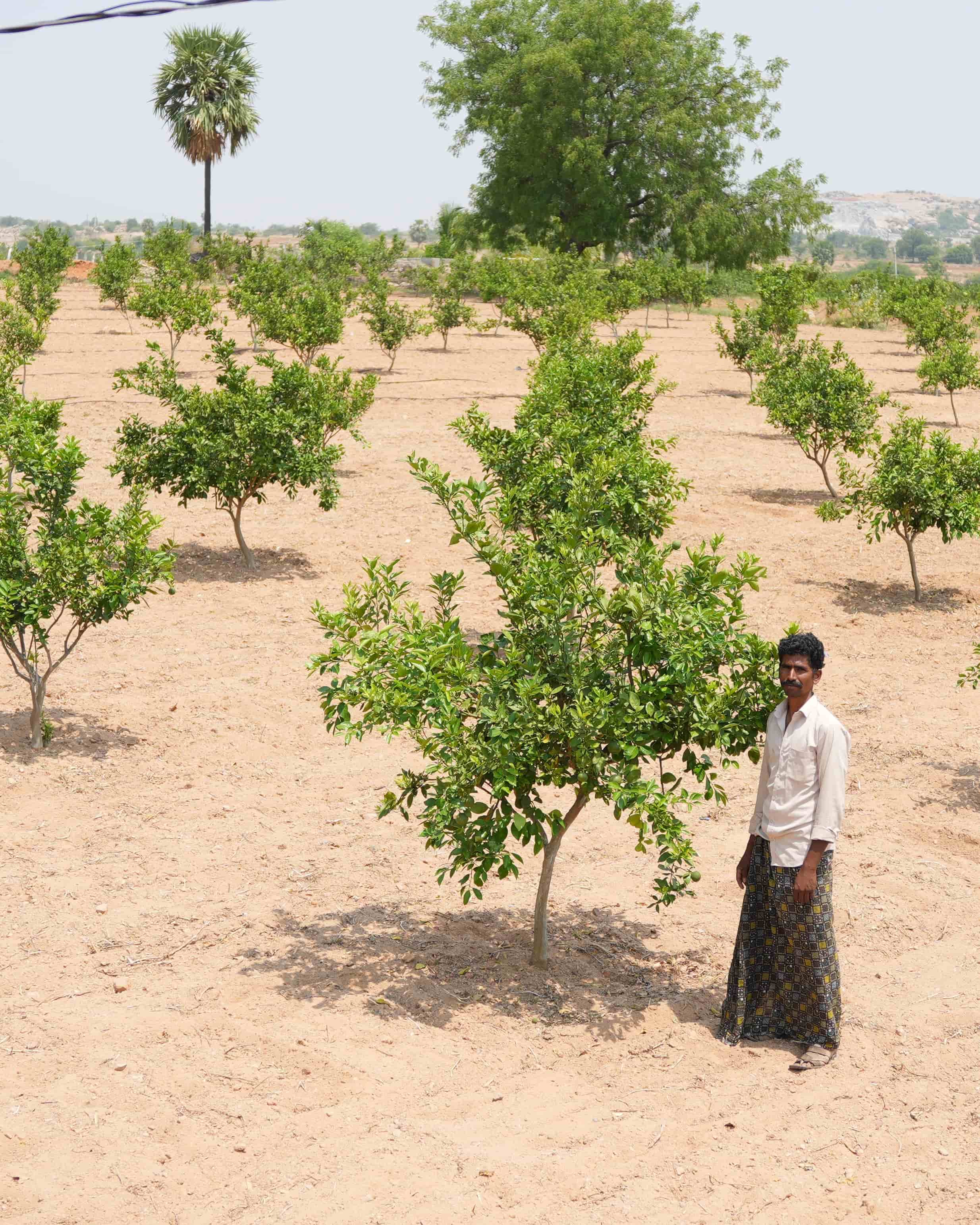 Regenerative Agriculture