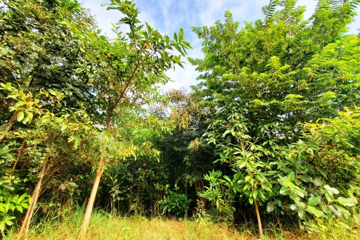 Regenerative Agriculture