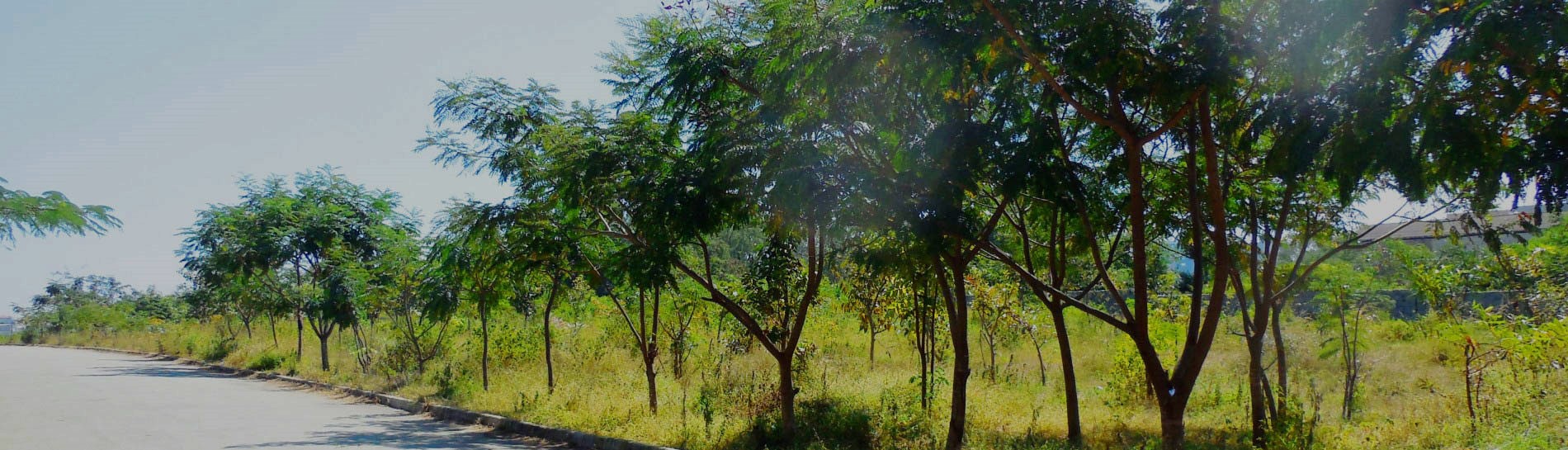 SayTrees Impact